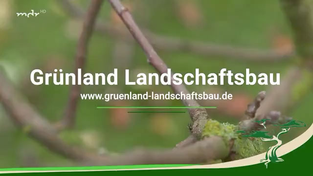 Baumschnitt