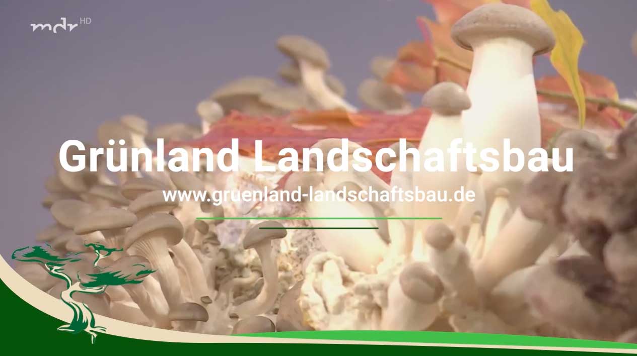 Pilze selbst anbauen